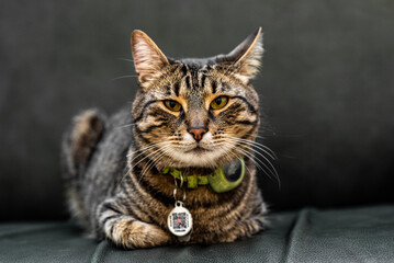 The cat is lying on the leather couch