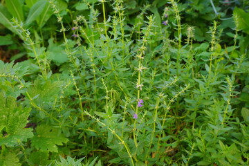 Hyssop grows in the village garden. Green twigs with small blue flowers.