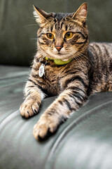 Emotional charismatic cat. Gray striped coat color