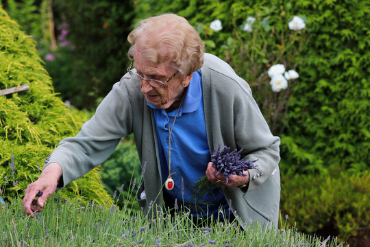 person in a garden collecting Lavender. Senior woman picking lavender aromatic flowers from a bush she has grown in her beautiful garden to make lavender bags,  at the age of 92 years.  