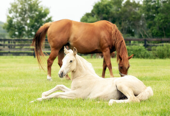 Naklejka na ściany i meble horse and foal in field