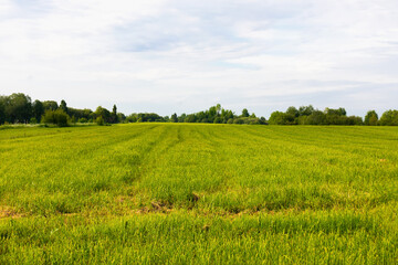 Field of green grass and trees on horizon under light blue sky