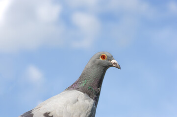 Portrait of a racing or homing pigeon looking into the camera.