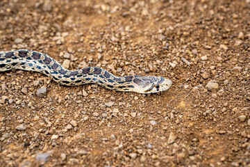 Pacific gopher snake (Pituophis catenifer catenifer) slithers on the ground.