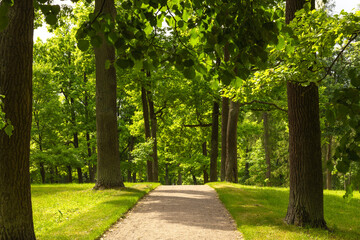alley in the park on a summer sunny day