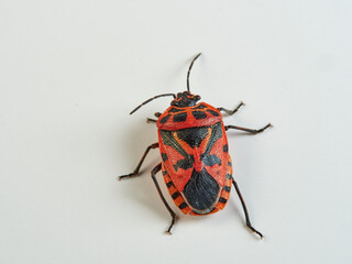 Cauliflower shield bug on a white background. Eurydema ventralis. 