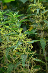 Overgrown nettles Urtica dioica .