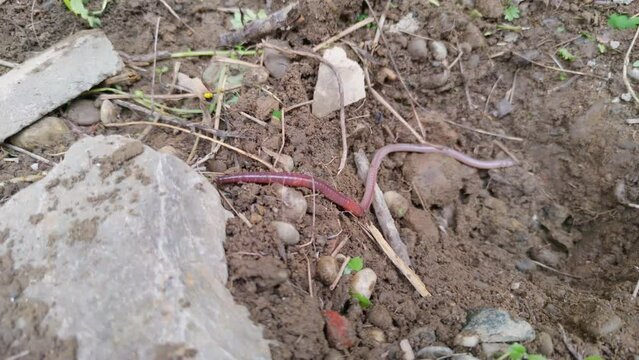 Long worm in the ground nature