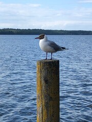 seagull on the pier