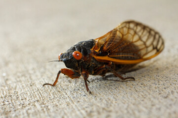 macro of a cicada locust