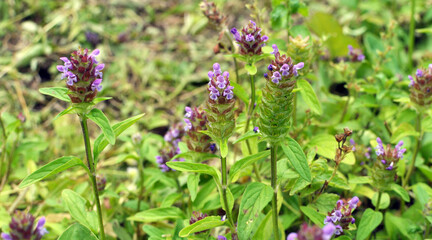 Prunella vulgaris grows in nature in summer