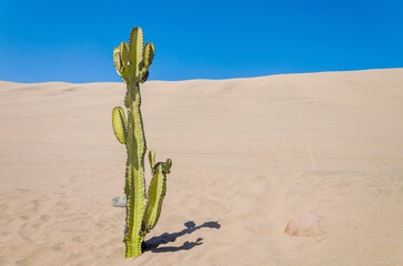 cactus in sand desert and blue sky - dunas de Ica, Peru © steli[ο]rama