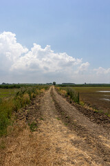 Fototapeta premium a dirt road located between a forest and a field on a sunny summer day.