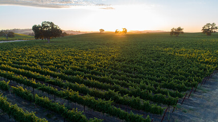 Warm, golden sunset in vineyard with rolling hills. Sun rays bursting through oak trees cast long shadows. Lush, green vineyard in late spring. Oak trees backlit by golden setting sun.