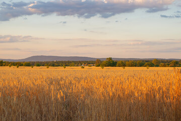 Golden ripe ears of wheat on the field