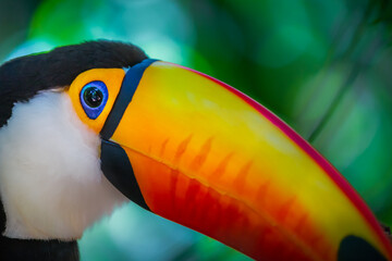 Colorful Toco Toucan tropical bird in Pantanal, Brazil