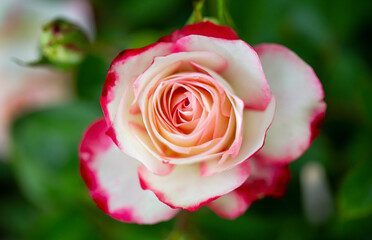 Wunderschöne rote und weiße Rosenblüte im Garten