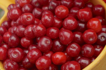 Fresh Picked Harvested Sour Cherries