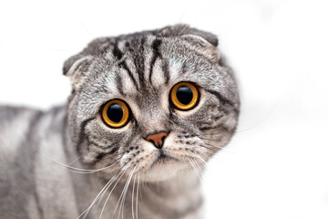 Portrait of beautiful British Scottish fold cat on a white