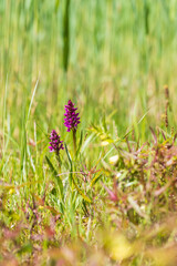 Purple orchid flowers Orchid - Orchis on a green field. The background is beautiful bokeh.