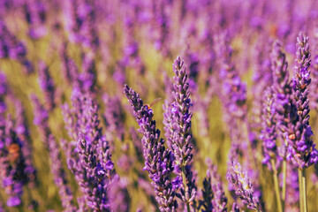 Naklejka premium Beautiful pink fragrant lavender flower in the field. There are bees on the lavender.