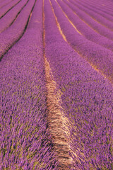 Beautiful pink fragrant lavender flower in the field. There are bees on the lavender.