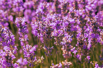 Beautiful pink fragrant lavender flower in the field. There are bees on the lavender.