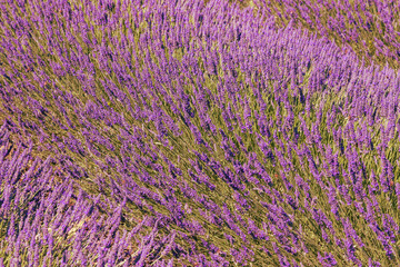 Naklejka na ściany i meble Beautiful pink fragrant lavender flower in the field. There are bees on the lavender.
