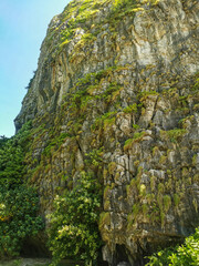 tree in the mountains