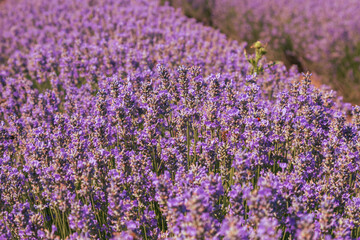Fototapeta premium Beautiful pink fragrant lavender flower in the field. There are bees on the lavender.