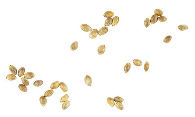 Cannabis Hemp seeds isolated on a white background, top view.