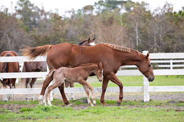 Fototapeta premium A young foal plays next to his mother