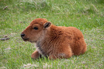 Fototapeta premium Baby buffalo