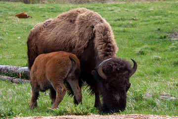 buffalo in the field with baby