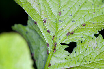 Radish leaf damaged by Ceutorhynchus pallidactylus (formerly quadridens) Cabbage Stem Weevils....