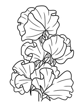 sweet pea flowers black and white outline clip art preview