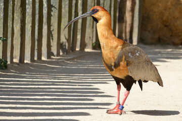 Ibis &agrave; face noire