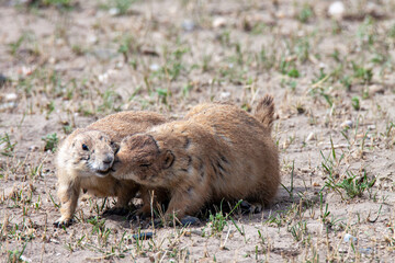 Prairie Dogs