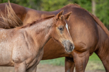 Obraz premium Foal stands next to a mare
