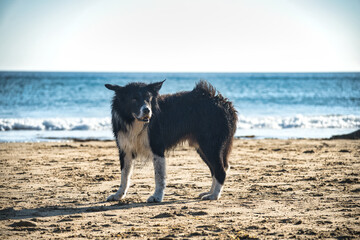 dog on the beach