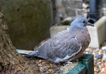 A young Common Wood Pigeon (Columba palumbus) in Suffolk, UK