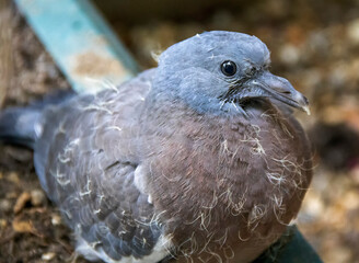 A young Common Wood Pigeon (Columba palumbus) in Suffolk, UK