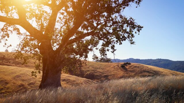 The sun shinning through the branches of a lone tree in the rolling grass hills above the California coast near Big Sur.