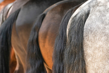 Horse asses