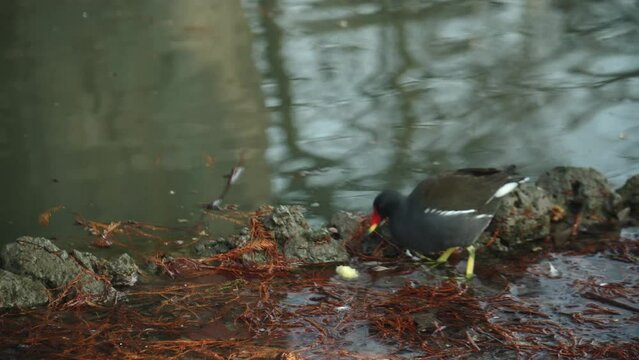 little acquatic birds coots eating some bread