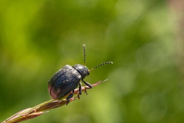 Bromius obscurus, the western grape rootworm,[4] is a species of beetle in the leaf beetle family. It is the only member of the genus Bromius. 