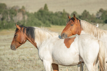 Obraz premium Two colorful mustang horses stand together