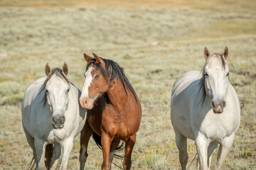 Obraz premium horses in a herd interacting with each other