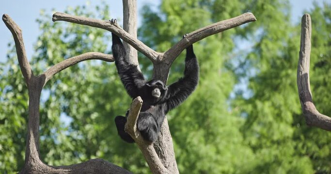 Black Monkey sits in a Tree - Columbus Zoo