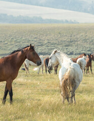 Fototapeta premium horses in a herd interacting with each other